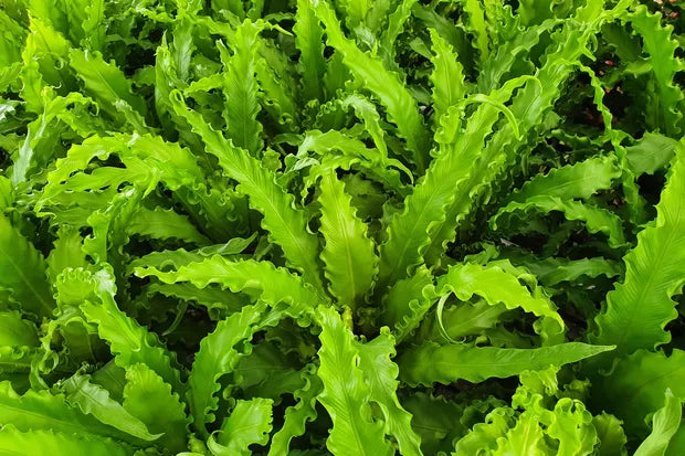 Asplenium