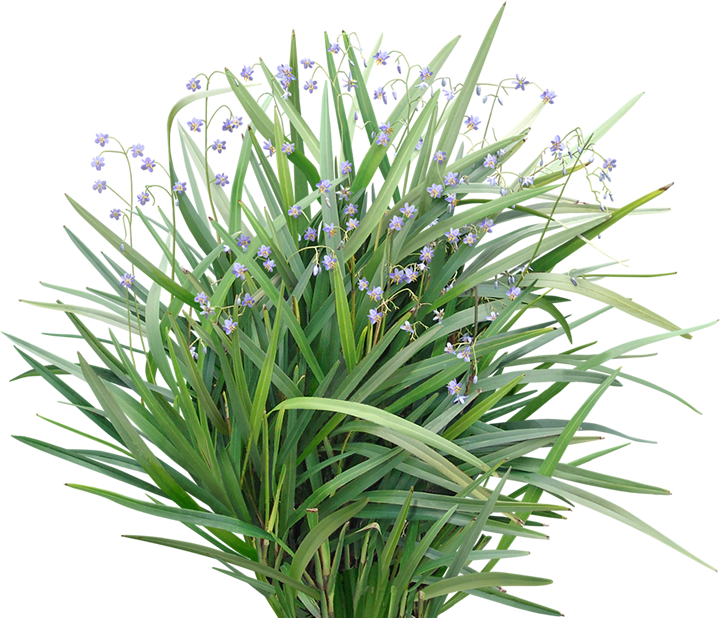 Dianella