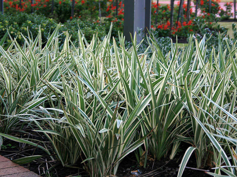 Dianella
