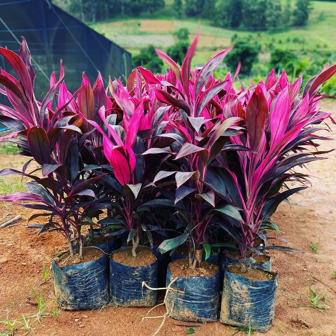Dracena Cordyline