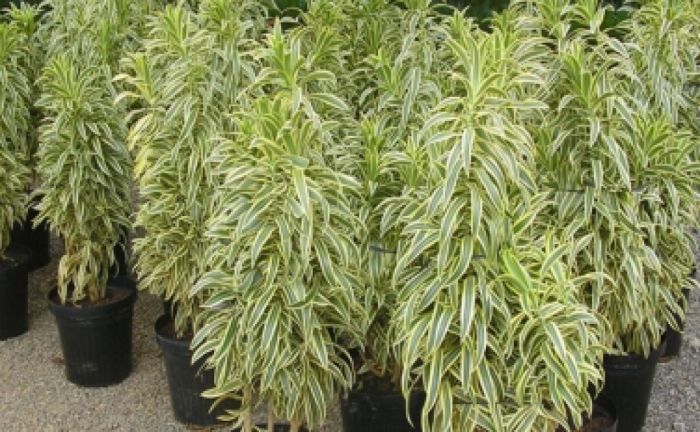 Dracena Variegata