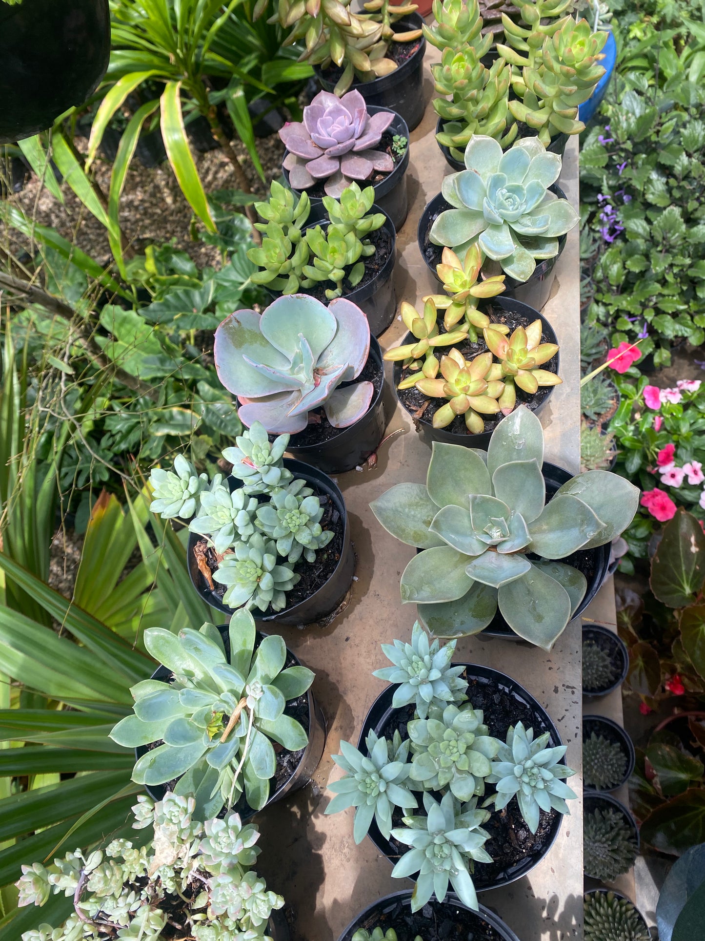 Suculentas