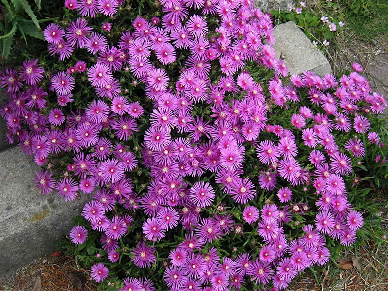 Lampranthus