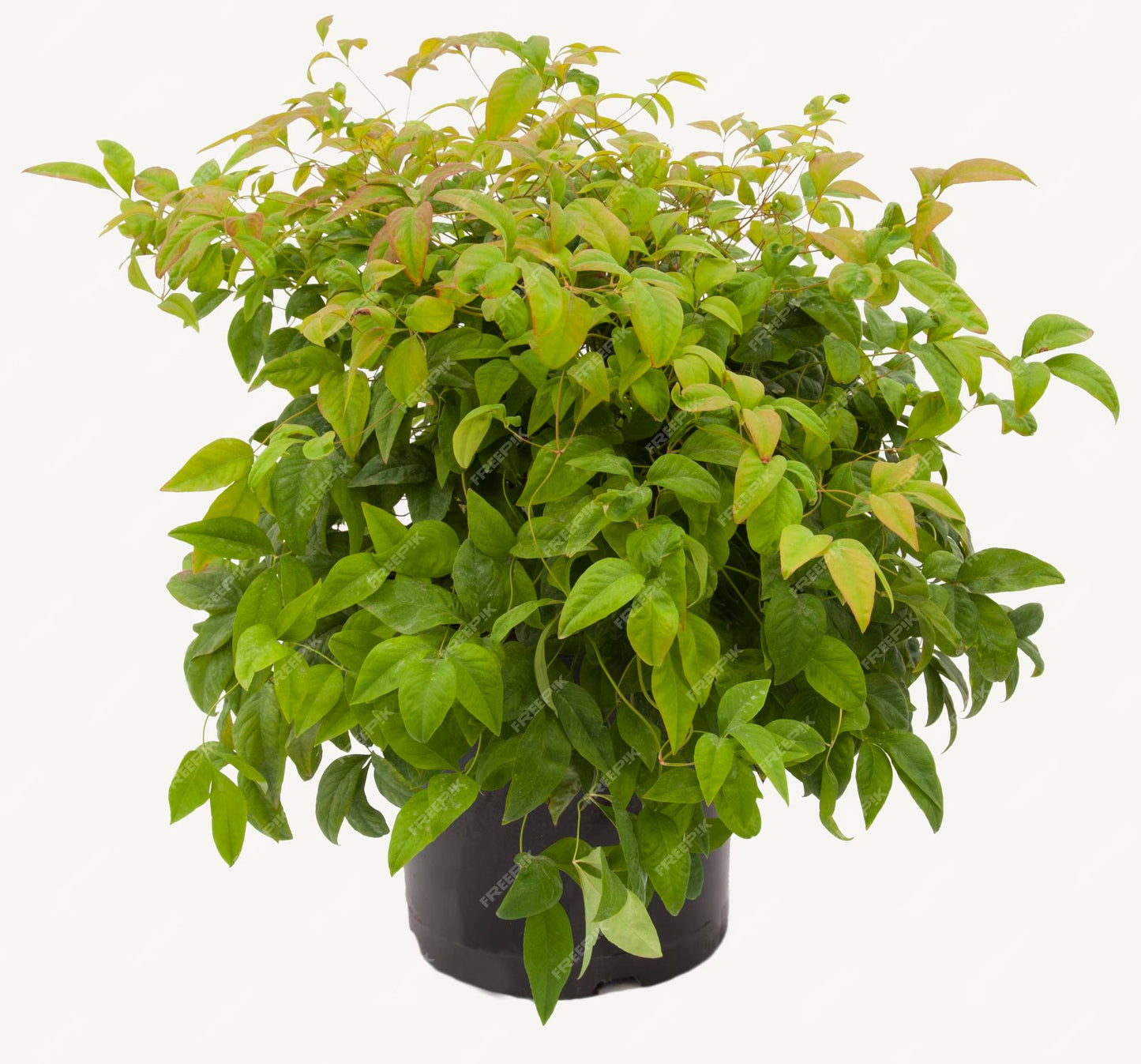 Nandina