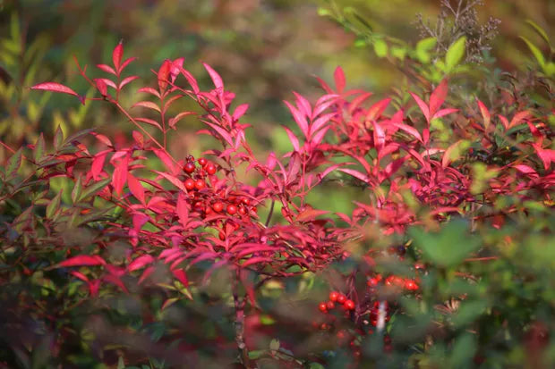 Nandina