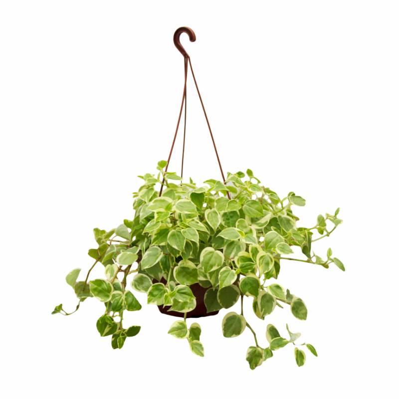 Peperômia Scandens