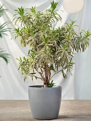 Pleomele Variegata