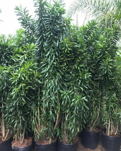 Pleomele Verde
