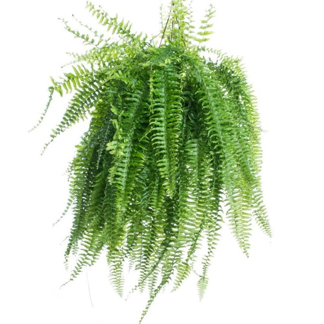 Samambaia Americana