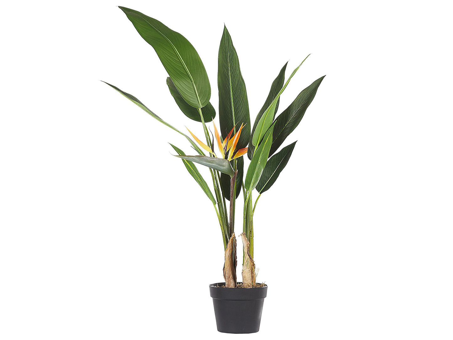 Strelitzia