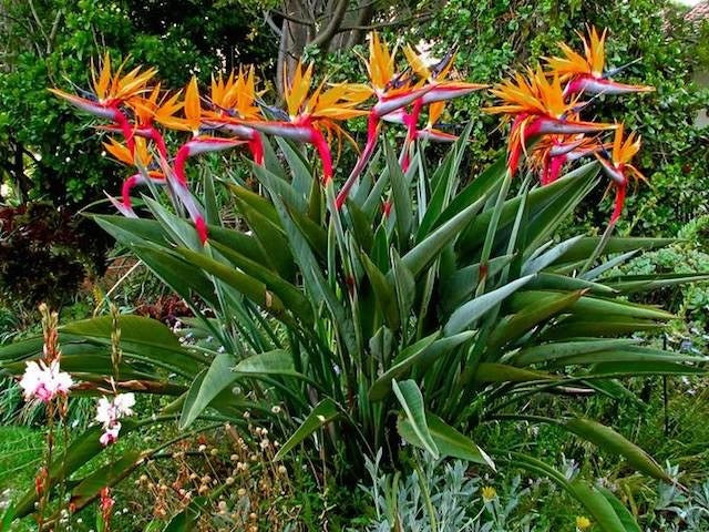 Strelitzia
