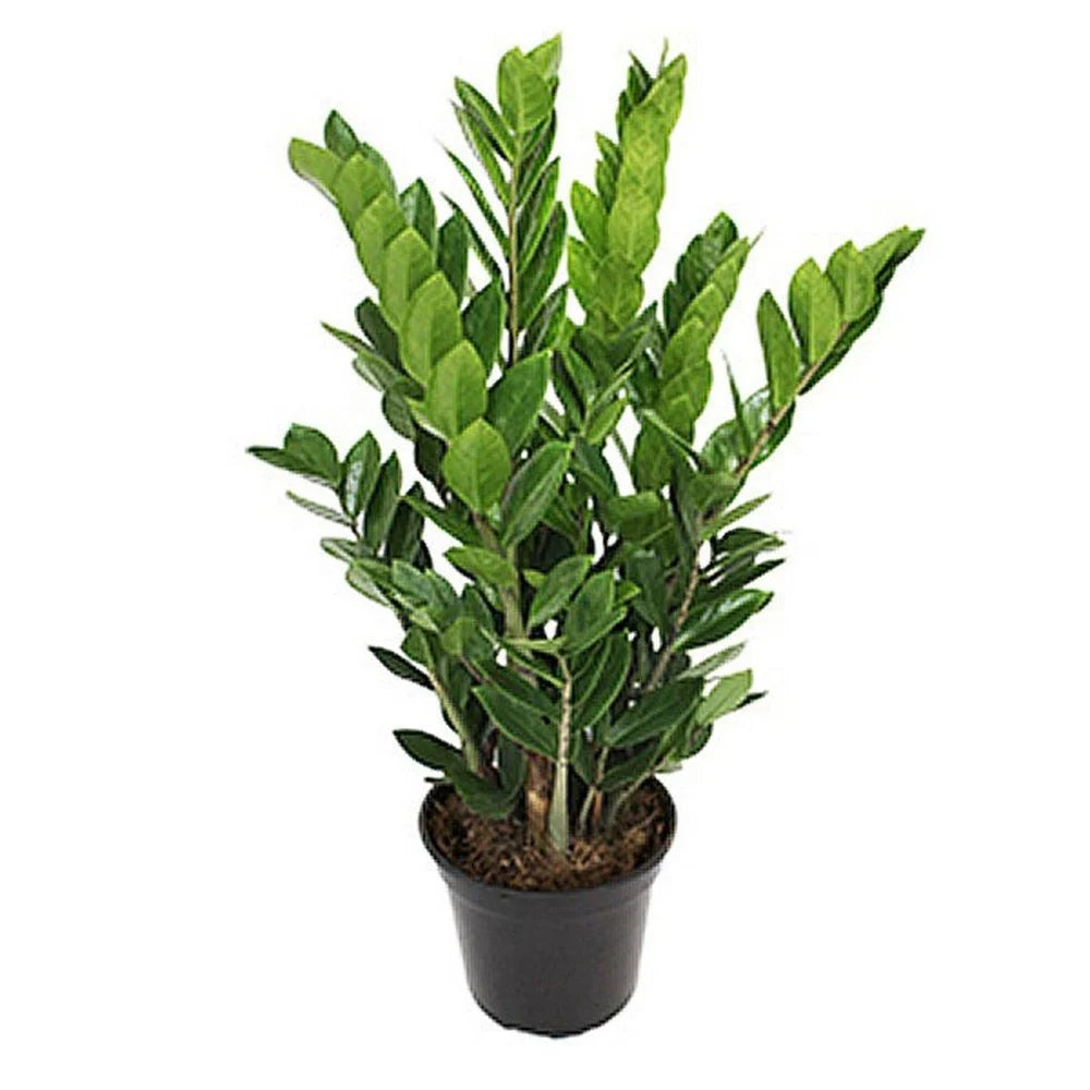 Zamioculcas