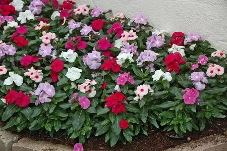 Vinca