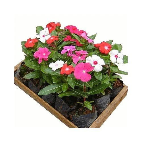 Vinca
