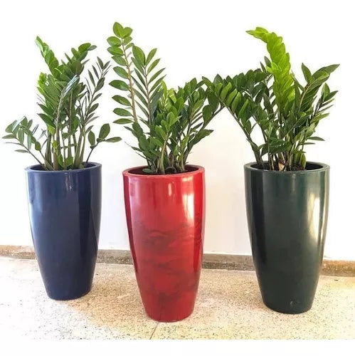Zamioculcas