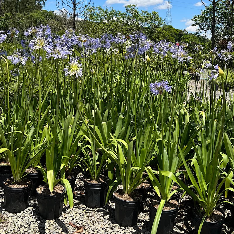 Agapanthus