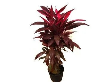 Dracena Cordyline