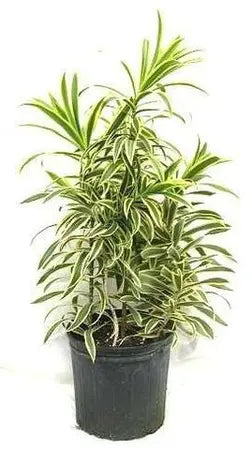 Dracena Variegata