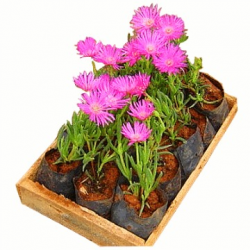 Lampranthus