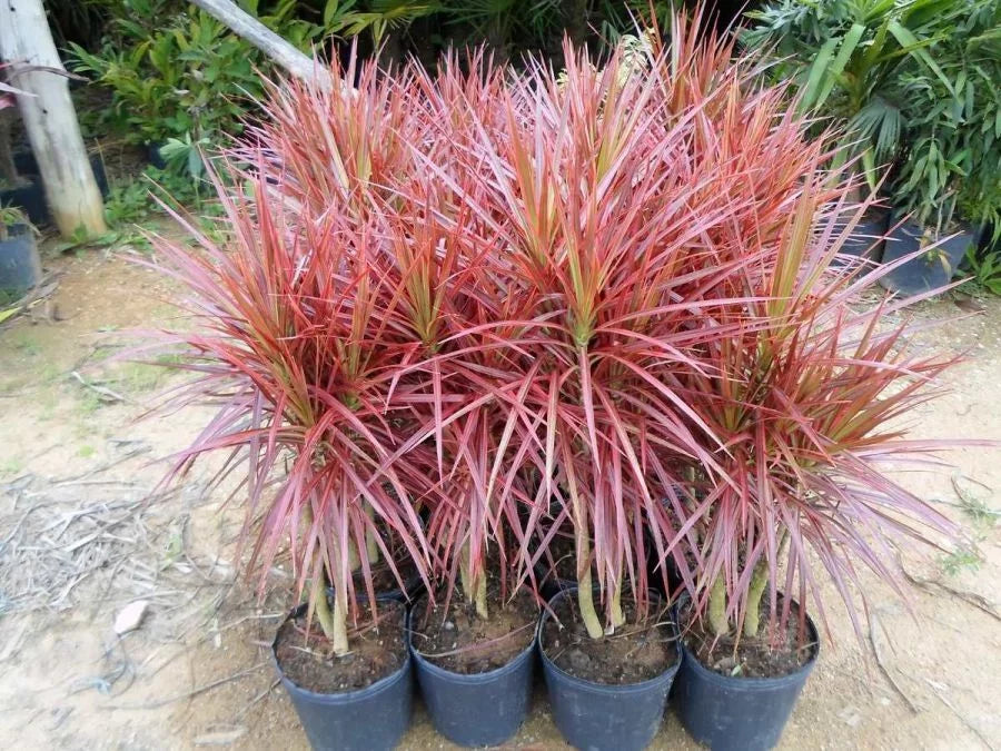 Dracena Tricolor