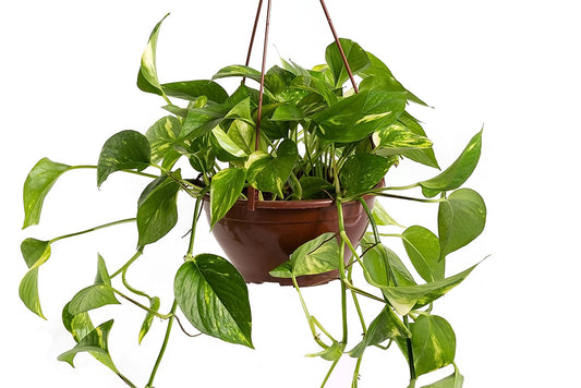 Philodendron Scandens